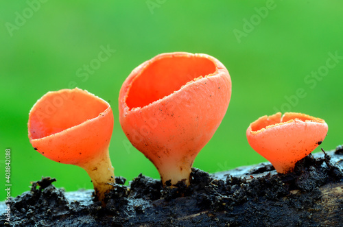 Sarcoscypha coccinea, a beautiful fungus that grows on dead wood