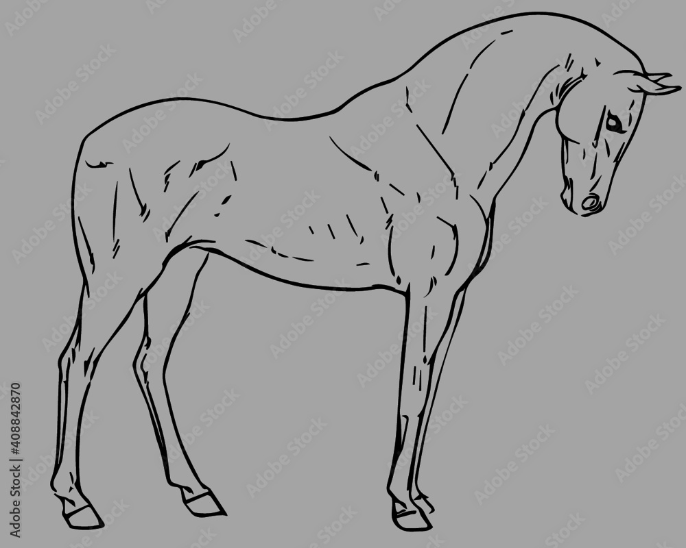 Obraz premium Horse art, horse vector, horse illustration