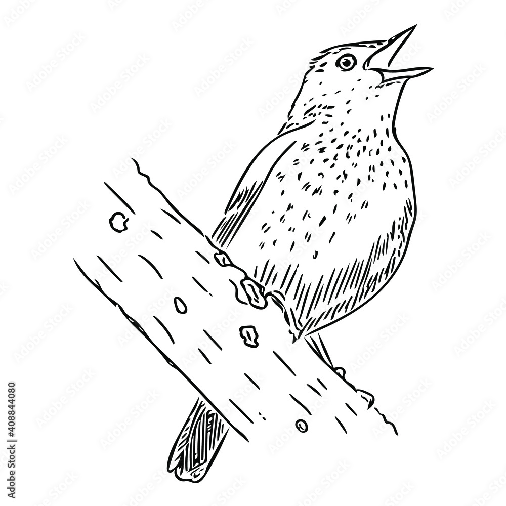 Nightingale Line Art Continuous Line Drawing Stock Vector Royalty Free  1759792022  Shutterstock