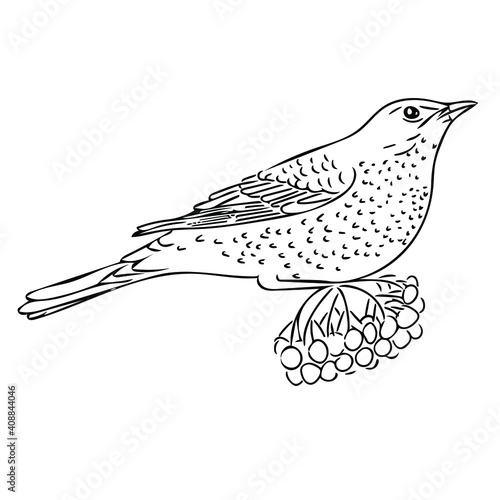 A fieldfare (Turdus pilaris) sitting on a branch of mountain ash. Stylized vector black and white sketch illustration for logos, emblems, ornithological books and magazines.