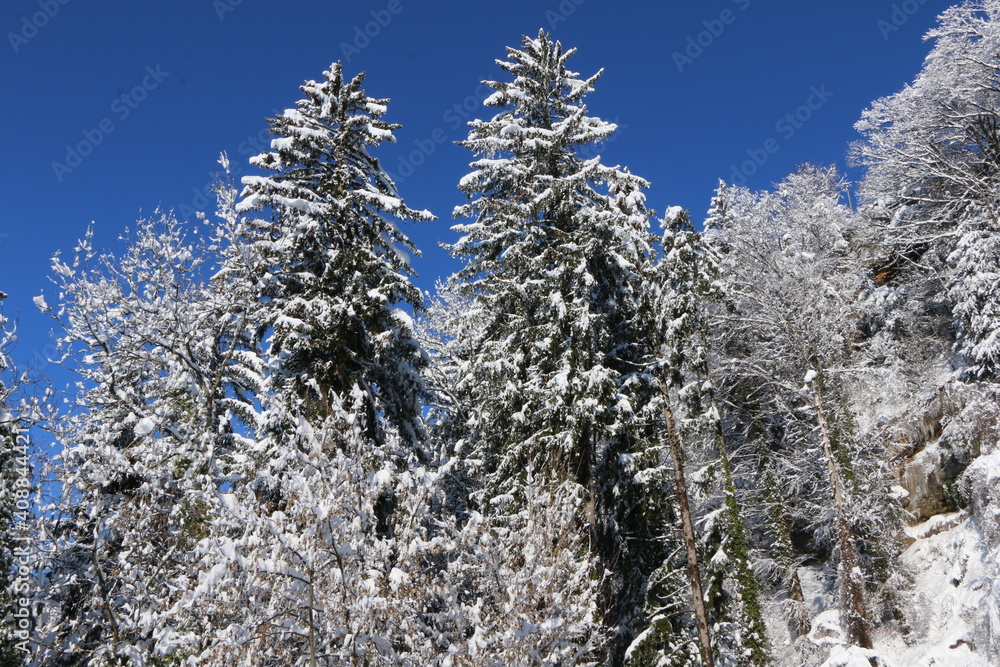 Winterlandschaft, schneebedeckte Bäume in einem Wald Winterlandschaft, schneebedeckte Bäume in einem Wald