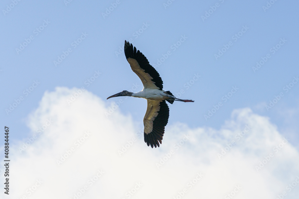Obraz premium Wood Stork 