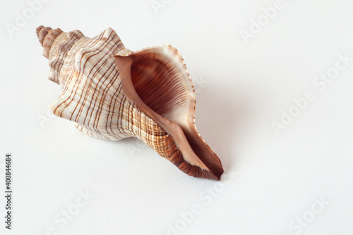 Large seashell on a white background, side view, space for text