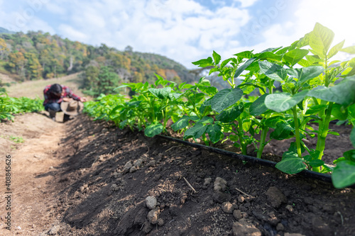 Rows of young of potato plants with a man standing in background in the rural kitchen garden.