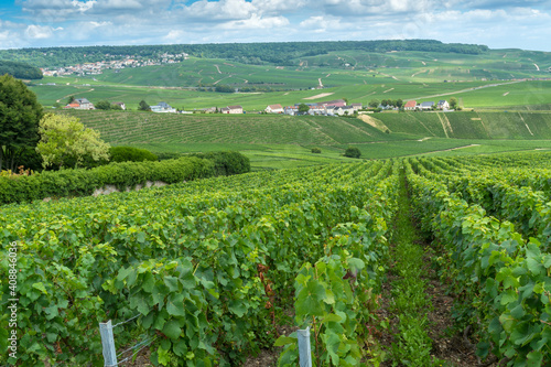 Weinberge um Épernay in der Chanpagne photo