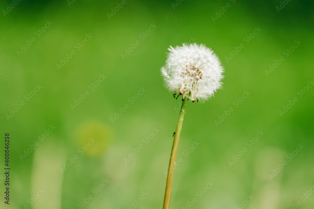 Close-up of dandelion blowball Close-up of dandelion blowball