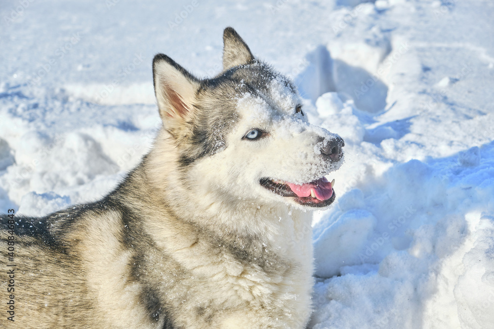 Husky dog plays in the snow on a sunny winter day.