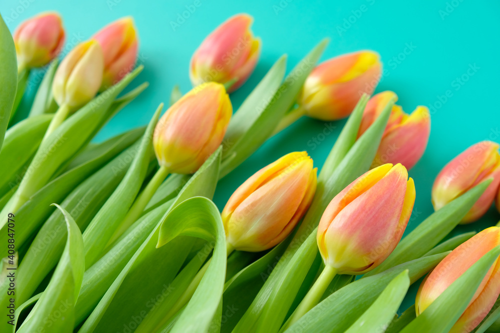 Fresh yellow-red tulips on a mint background. Holiday concept Fresh yellow-red tulips on a mint background. Holiday concept