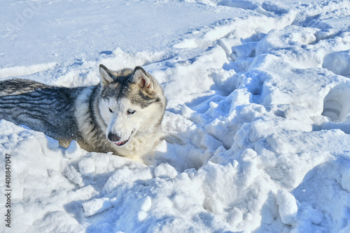 Husky dog plays in the snow on a sunny winter day.