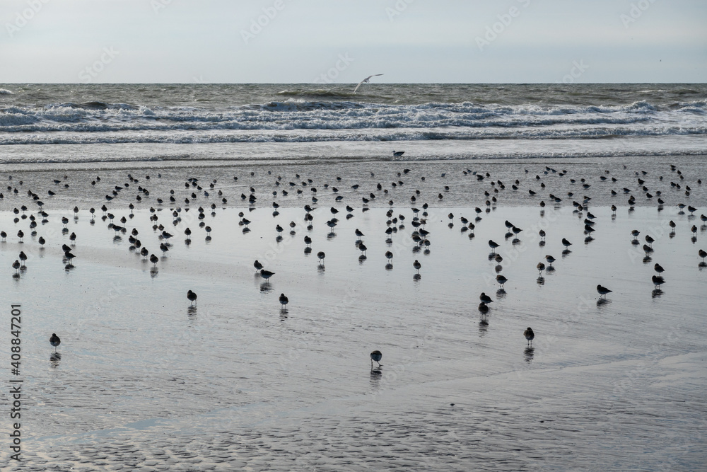 Group of sandpiper birds on wet sandy beach near near the ocean