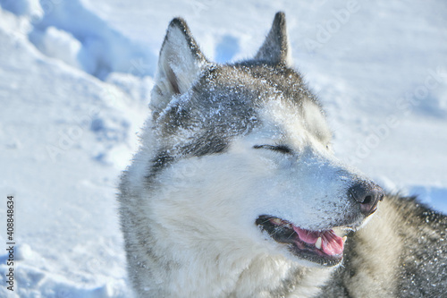 Muzzle of Siberian Husky dog on snow background on bright sunny day.