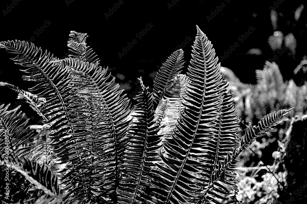 Sunshine Highlights on the Winter Fern Sunshine Highlights on the Winter Fern