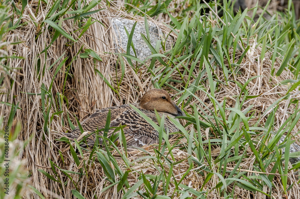 Female of North Pacific Eider (Somateria mollissima v-nigrum) at nest in Chowiet Island, Semidi Islands, Alaska, USA Female of North Pacific Eider (Somateria mollissima v-nigrum) at nest in Chowiet Island, Semidi Islands, Alaska, USA