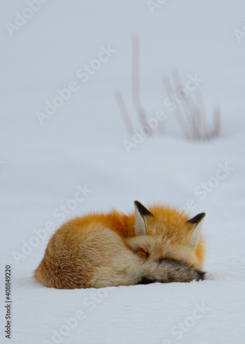 Asleep in Snow