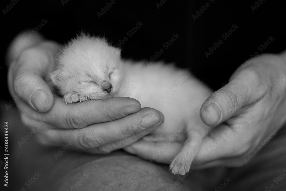 A newborn kitten in the hands of a man on a black background. Black and white image A newborn kitten in the hands of a man on a black background. Black and white image