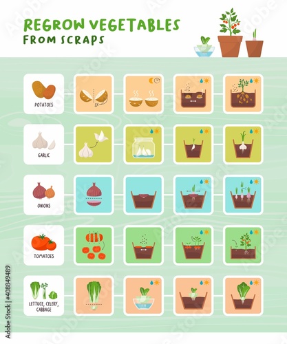 Regrow vegetables from scraps infographic