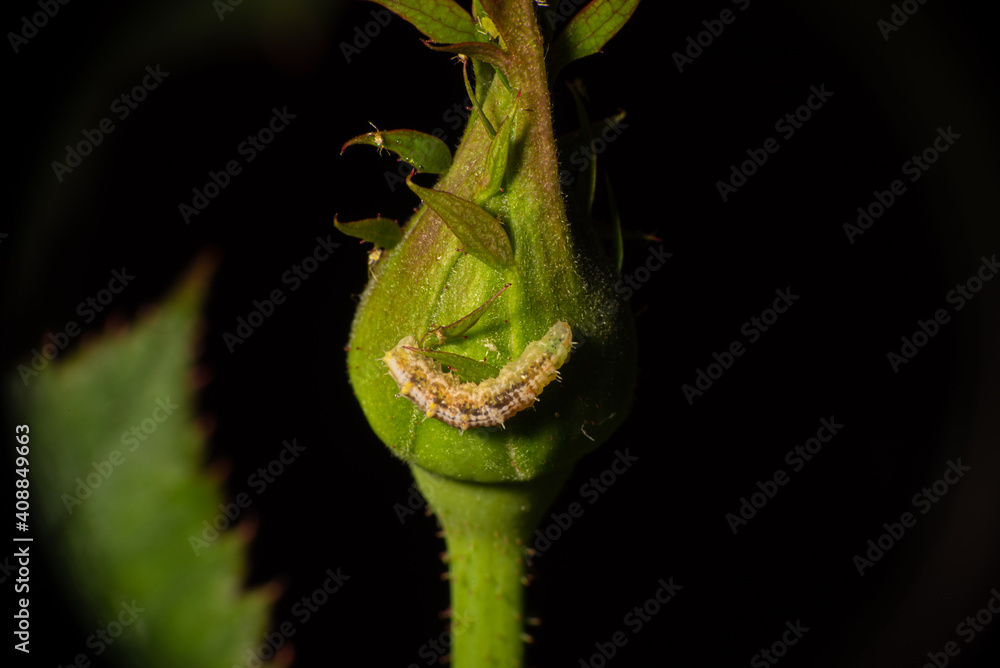 Obraz premium Insects, macro world showing details and colors that we don't normally see, selective focus.