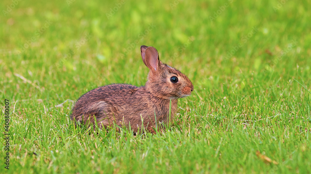 rabbit in the grass rabbit in the grass