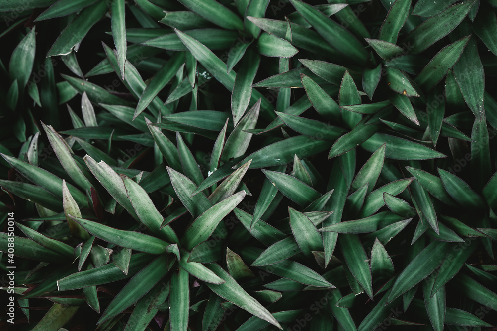 Fototapeta premium Natural background of green leaves