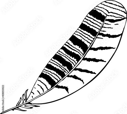 Vector illustration of a pen. Isolated image of a owl feather. Black and white feather in doodle style.