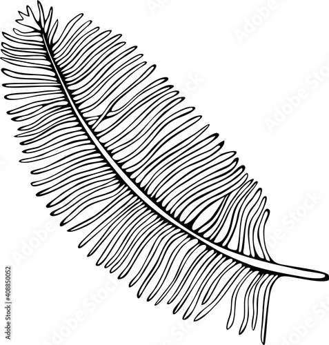 Vector illustration of a pen. Isolated image of a ostrich feather. Black and white feather in doodle style.