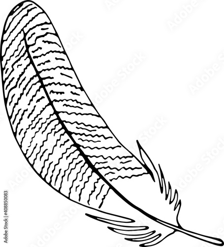 Vector illustration of a pen. Isolated image of a duck feather. Black and white feather in doodle style.