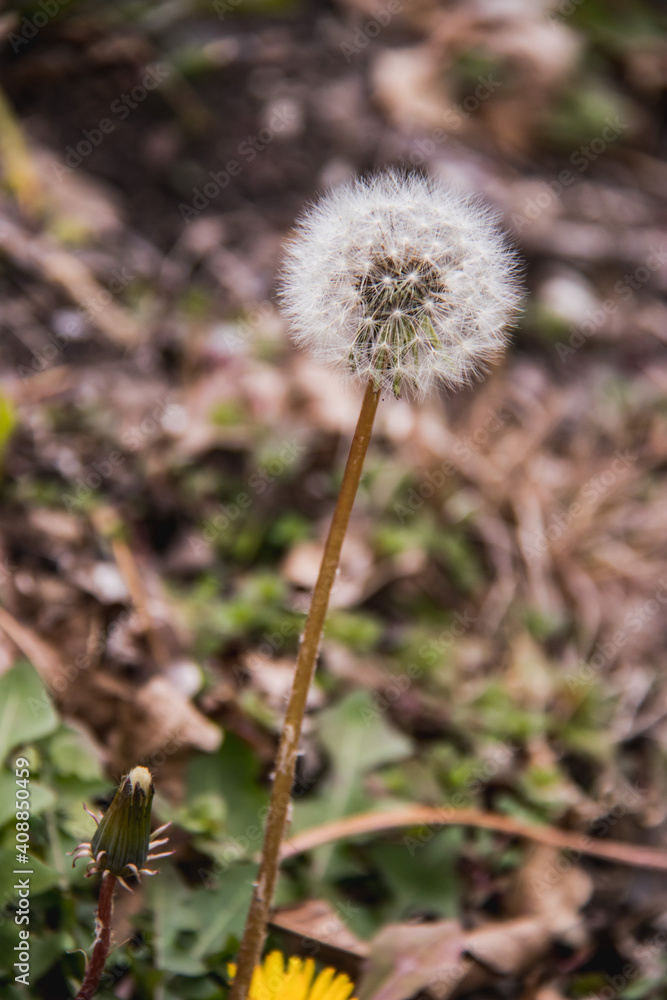 Dandilion