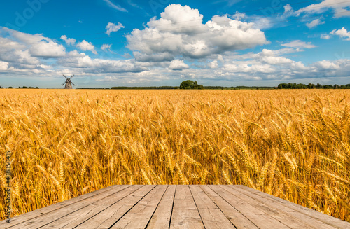 Agricultural rustic landscape with field of ripening golden wheat and wooden ...