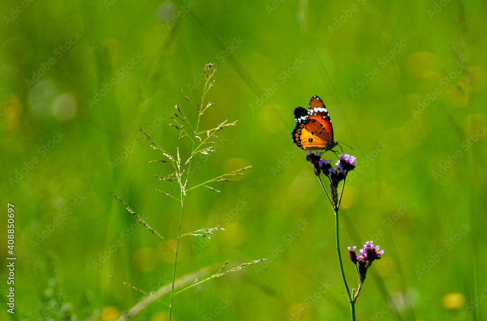 Orange Butterfly Orange Butterfly