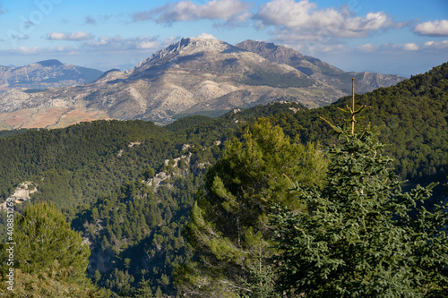 Yunquera pinsapar (abies pinsapo) in the Sierra de las Nieves national park and mountain Prieta and Cabrilla in Malaga. Spain