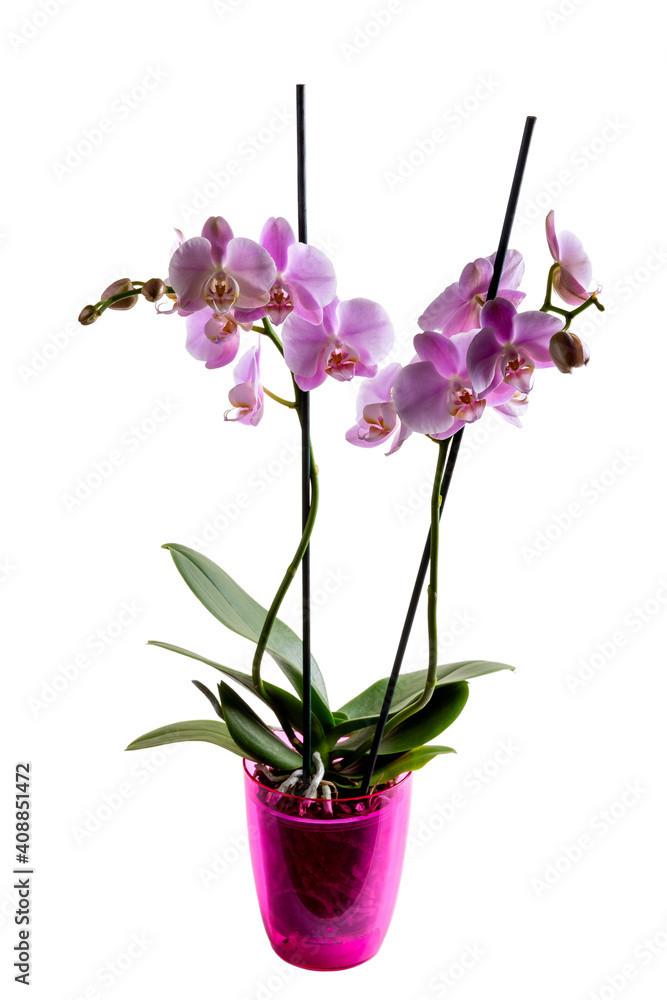 Blooming purple orchid flower (phalaenopsis) in pink pot isolated on white background. Blooming purple orchid flower (phalaenopsis) in pink pot isolated on white background.