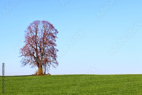 tree on a hill