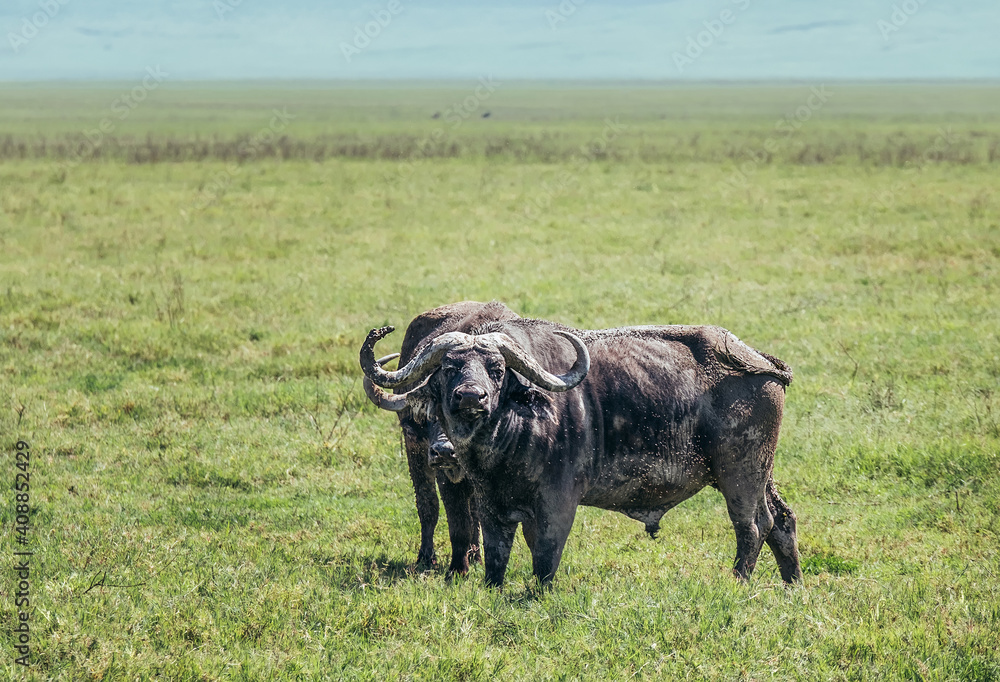 Couple African buffalos or Cape buffalo covered with mud and flies grazing on the wide green grass Ngorongoro Crater meadow savanna. Big five game member also named as Couple African buffalos or Cape buffalo covered with mud and flies grazing on the wide green grass Ngorongoro Crater meadow savanna. Big five game member also named as