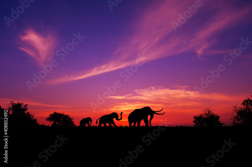 Amazing safari. silhouette of Elephants  walking through the grassFields on the sunset.The colorful of the sunset and sunrise.