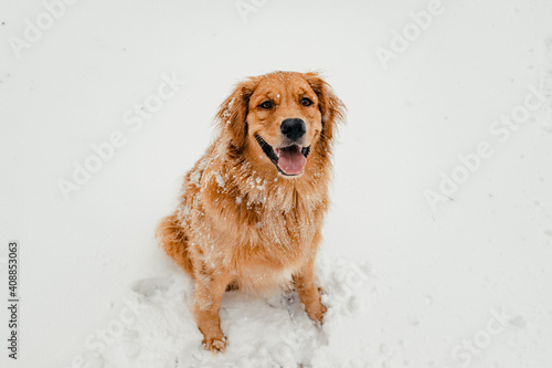 Golden Retriever Dog in the Snow