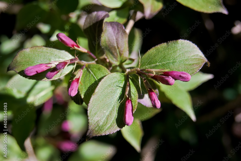 Old Fashioned Weigela (Weigela florida) in park, Central Russia Old Fashioned Weigela (Weigela florida) in park, Central Russia