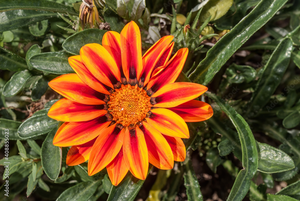 Treasure Flower (Gazania hybrida) in garden Treasure Flower (Gazania hybrida) in garden
