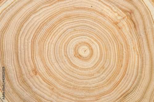 The texture of a wooden saw cut of a tree with silt with a pronounced pattern of annual rings
