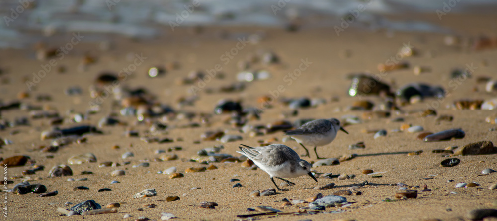 Vendée, France; January 25, 2021: A sanderling (Calidris alba) looks for moluscs to eat on a beach in Bretignolles Sur Mer.
Vendée, France; January 25, 2021: A sanderling (Calidris alba) looks for moluscs to eat on a beach in Bretignolles Sur Mer.