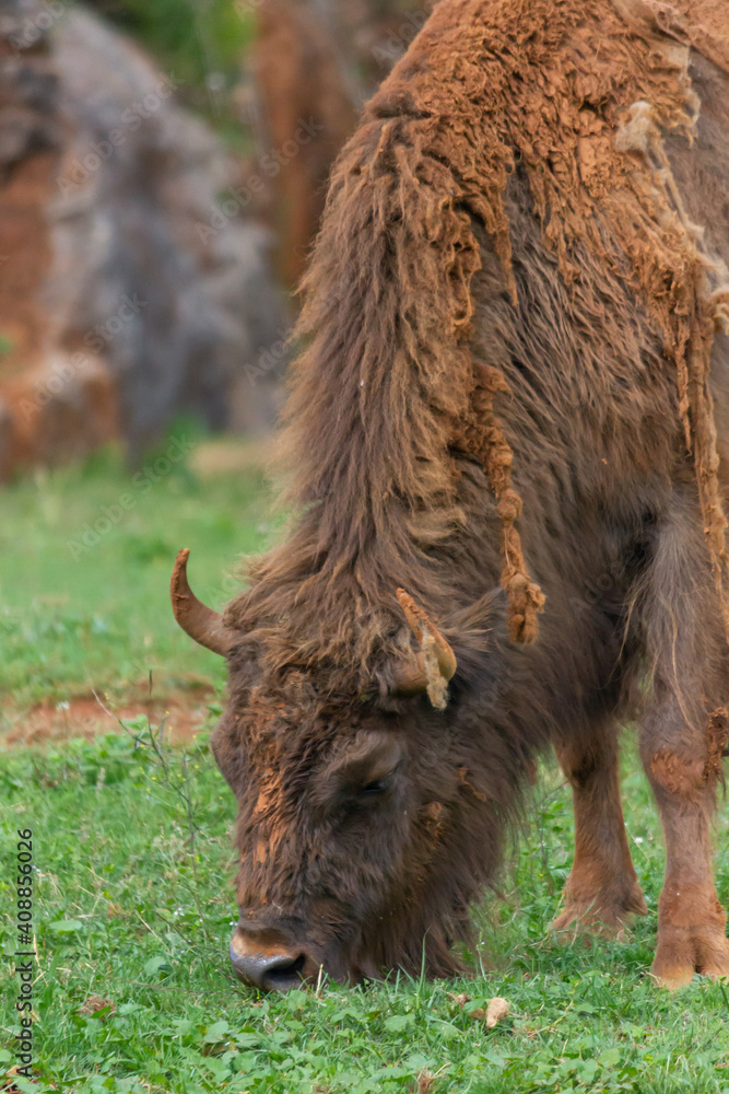 Animal life in the Cabarceno park, elephants, bison, primates (Cantabria)
Animal life in the Cabarceno park, elephants, bison, primates (Cantabria)