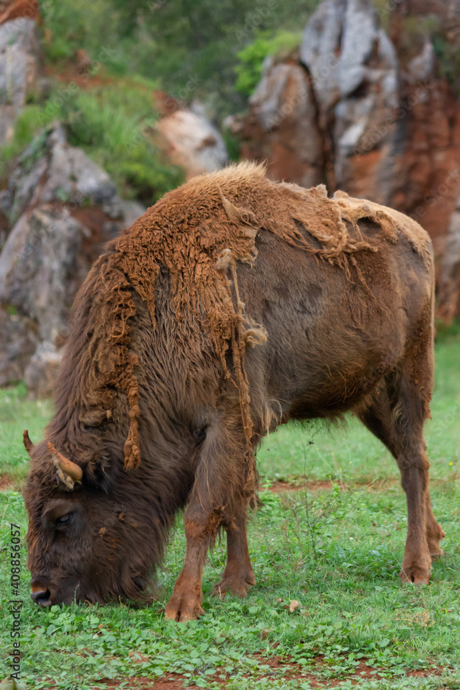 Animal life in the Cabarceno park, elephants, bison, primates (Cantabria)
Animal life in the Cabarceno park, elephants, bison, primates (Cantabria)