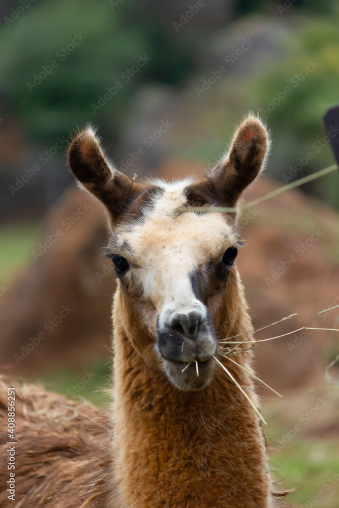 
Animal life in the Cabarceno park, elephants, bison, primates (Cantabria)