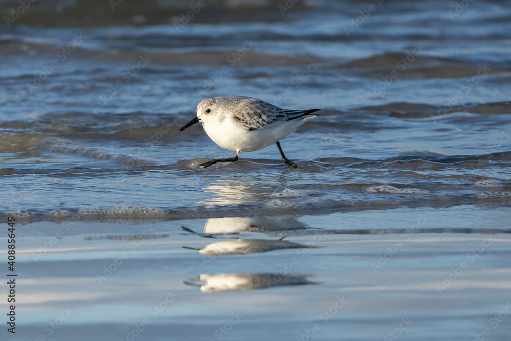 les bécasseaux sanderling sur la plage les bécasseaux sanderling sur la plage