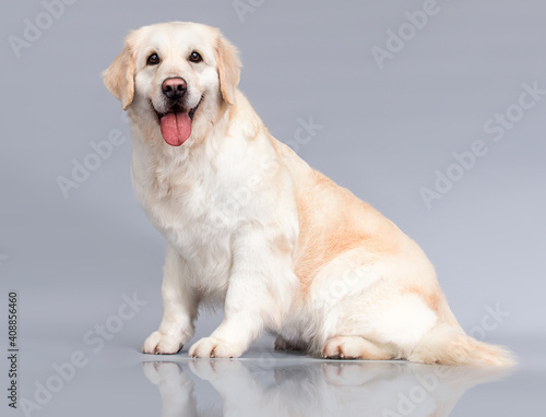golden retriever dog looking