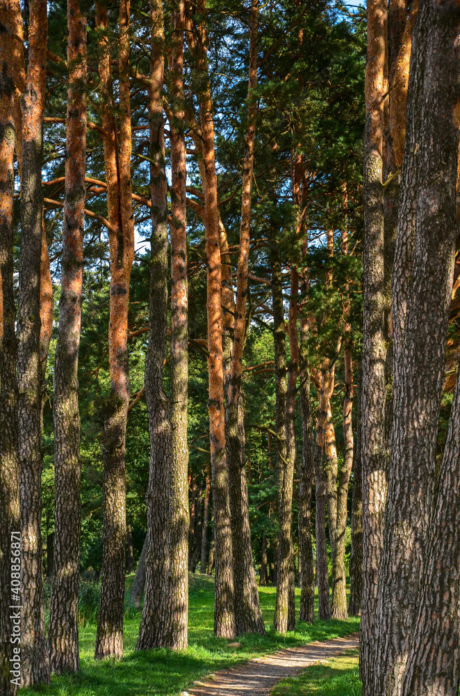 Fototapeta premium Road in a beautiful forest, sunlight streaming through pine trees. Nature concept 