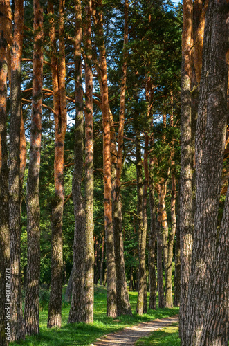 Fototapeta Naklejka Na Ścianę i Meble -  Road in a beautiful forest, sunlight streaming through pine trees. Nature concept 