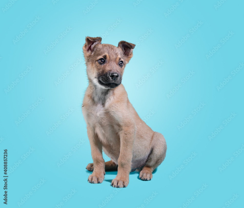 mongrel puppy sitting on a blue background mongrel puppy sitting on a blue background