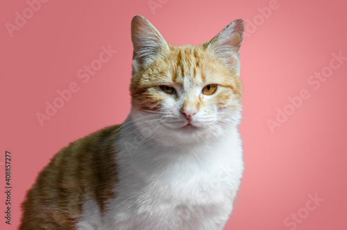 sarcastic red and white cat sitting on a pink background