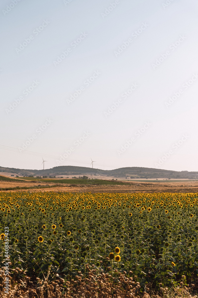 Sunflowers Field With High Voltage Pylons In The Countryside