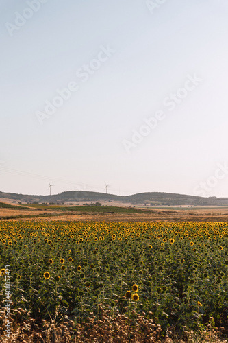 Sunflowers Field With High Voltage Pylons In The Countryside